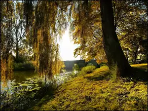 Most, Drzewa, Rzeka