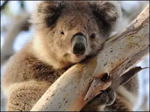 Drzewo, Miś, Koala