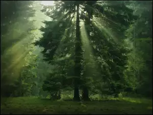 Promienie, Drzewa, Trawa