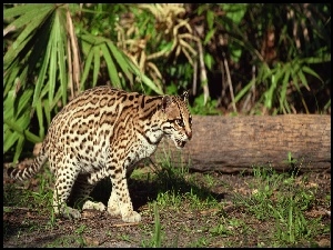 Ocelot, Drzewa, Skradanie, Pień