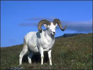 Niebo, Muflon, Trawa