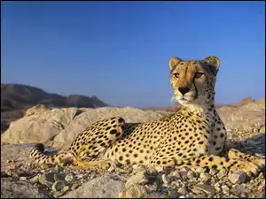 Gepard, Niebo, Skały