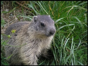 Trawa, Marmota, Futerko