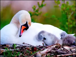 Małe, Łabędzica, Dwa