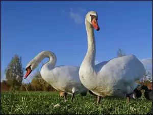 Trawa, Dwa, Łabędzie