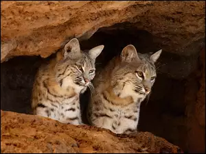 Jaskinia, Rysie