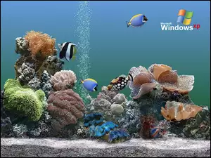 Windows, Rybki, Xp, Akwarium