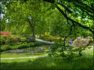 Zieleń, Park, Staw