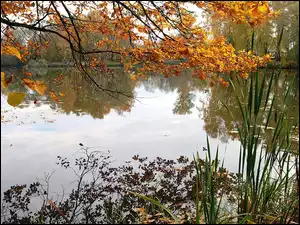 Zarośla, Jezioro, Jesień