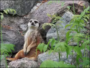 Surykatka, Skały