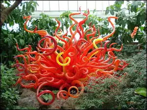 Oranżeria, Zieleń, Pomarańczowa, Roślina