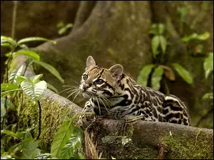 Ocelot, Rośliny, Drzewo, Mech