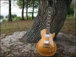 Drzewa, Gitara, Pień