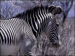 Zebra
