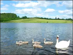 Łabędzie, Chmury, Jezioro, Drzewa