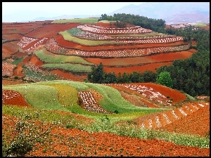 Uprawne, Kolorowe, Pola