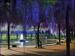 Fontanna, Park, Wisteria