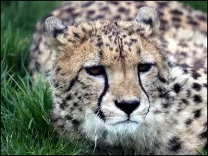 Gepard, Trawa