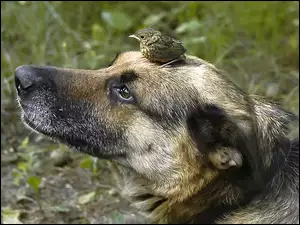 Owczarek niemiecki, Pies, Ptaszek
