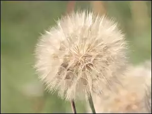 Kwiat, Lato, Kozibród, Polny