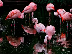 Różowe, Flamingi