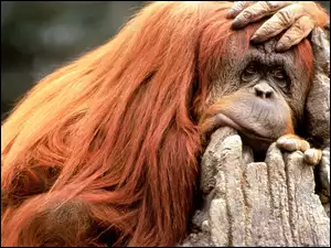 Orangutan, Smutna, Małpa