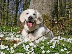 Zawilce, Labrador, Retriewer