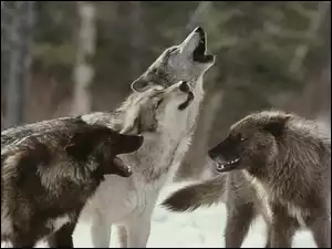 Wycie, Wilki, Las