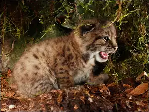 Gepard