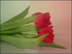 Czerwone, Tulipany