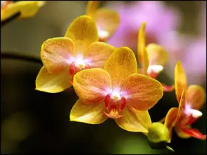 Kwiaty, Orchidea, Żółte