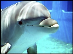 Basen, Delfin, Woda