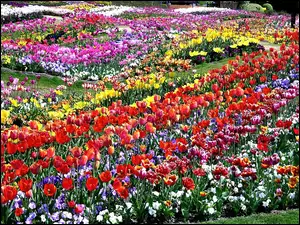 Tulipany, Pole, Kwiatowe