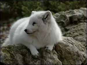 Leżący, Skała, Lis, Polarny