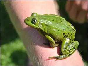 Żaba, Ręka