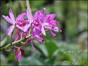 Orchidea