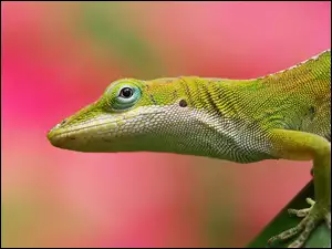 Anolis Zielony