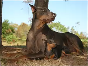 Duży, Pinczer, Doberman, Mały