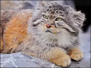 Skała, Leżący, Manul