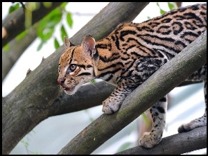 Ocelot, Konary, Drzewa