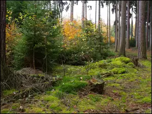 Las, Jesienią