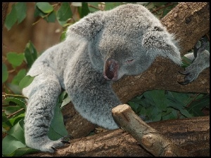 Koala, Śpiący, Miś