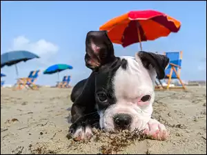 Szczeniaczek, Mops, Plaża, Parasole