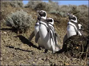 Kamienie, Pingwiny, Krzaki