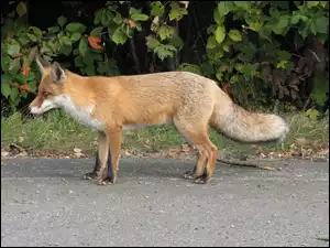 Krzaczki, Lisek, Droga