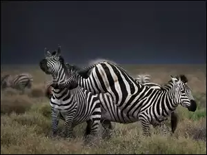 Zebry, Preria