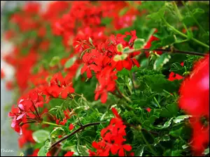 Czerwone, Pelargonie
