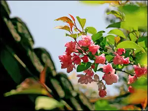 Begonia, Gałązka, Różowa