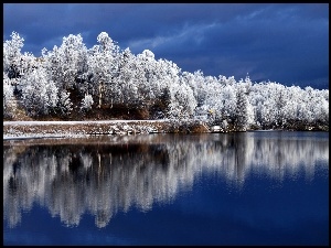 Jezioro, Oszronione, Drzewa