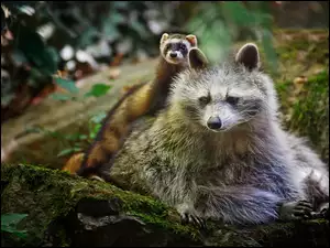 Fretka, Szop, Pracz